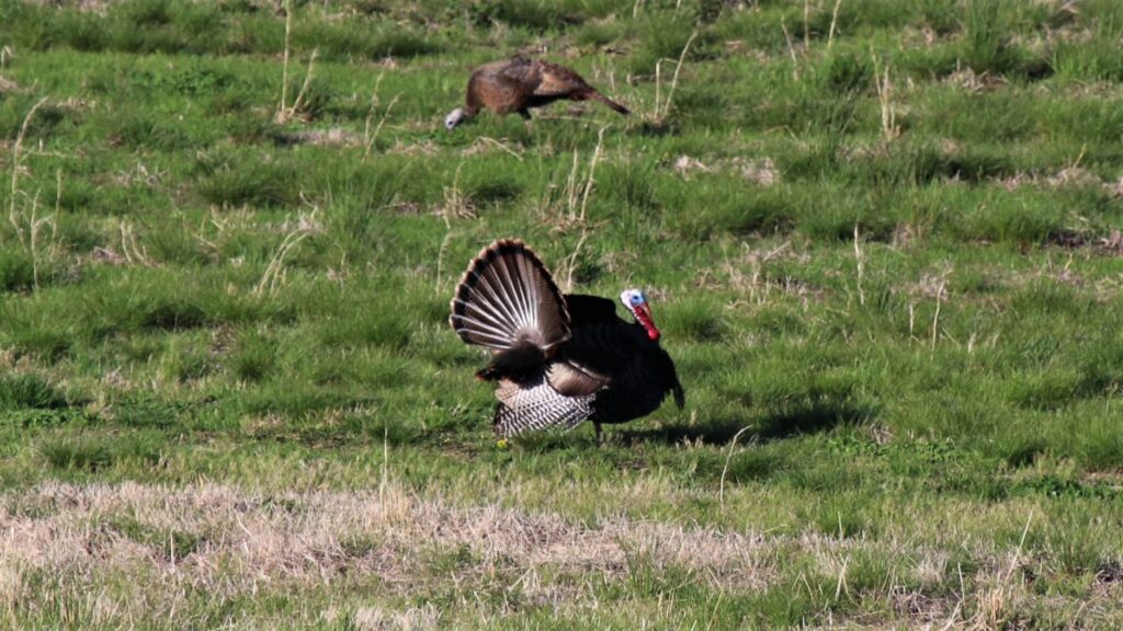 ODNR releases wild turkey poult index INSERT STORY HEADLINE HERE
