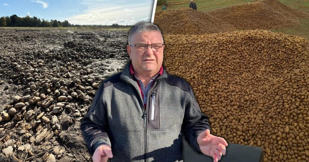 150 tons of potatoes disappeared from a field in Dąbrowica. "It's not giving away, it's stealing"
