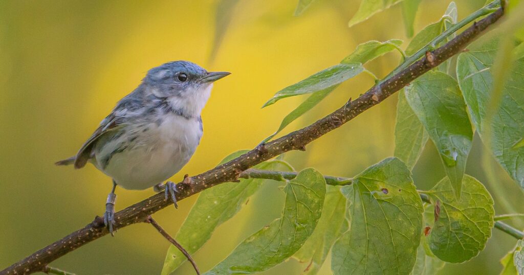 Leading with Solutions that Center Birds and People at Climate Week