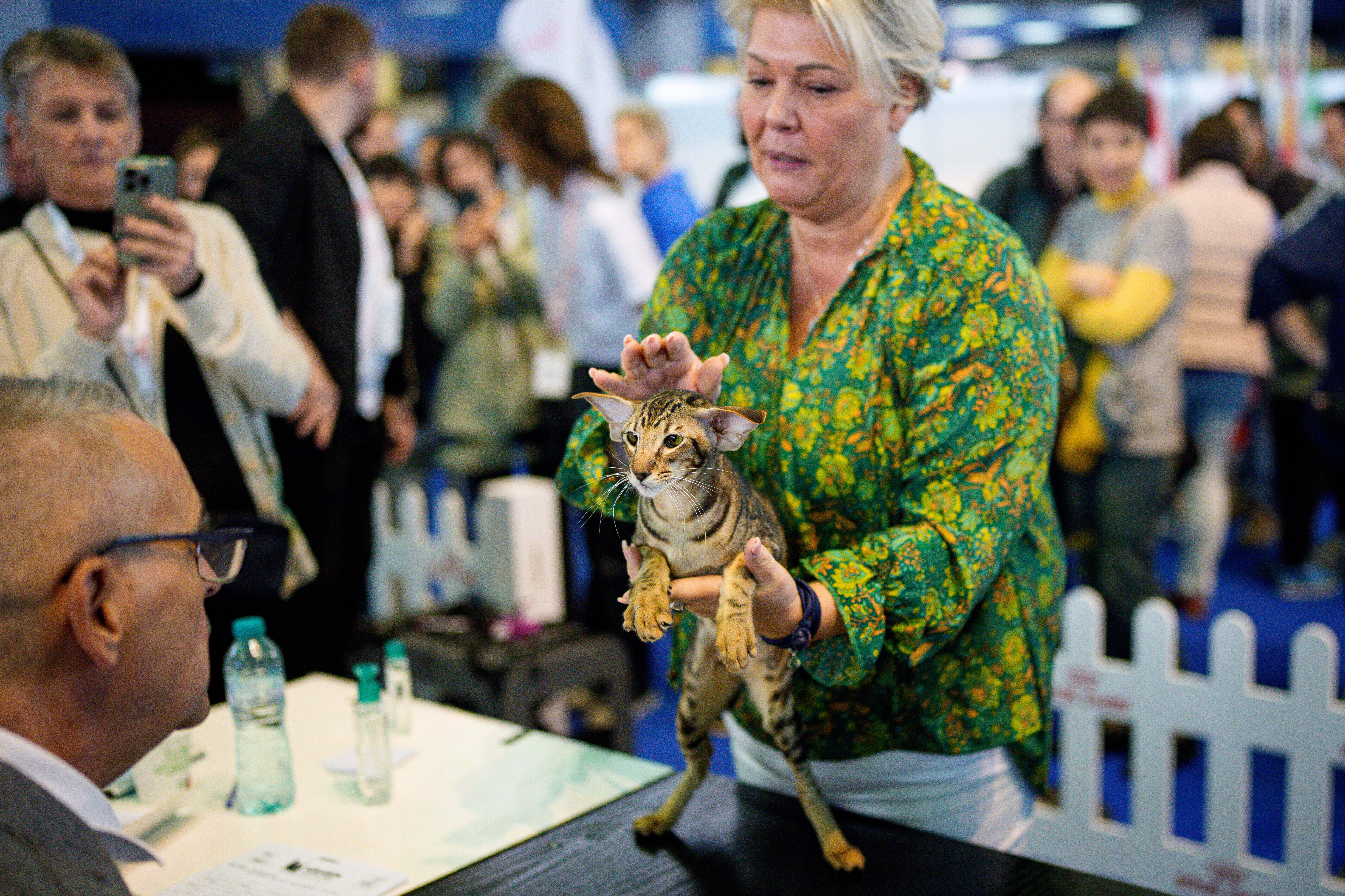 An Oriental shorthair cat waits to be evaluated by a judge during the FIFe World Show Romania 2025, the world's largest cat event, held in a different country every year, which brought together more than 1000 cats from over 30 countries, in Bucharest, Romania, Saturday, Oct.25, 2025.