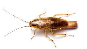 Cockroach infestation linked to home allergen, endotoxin levels: Findings suggest that eliminating cockroach infestations could help improve indoor environmental health by greatly reducing allergens and endotoxins.