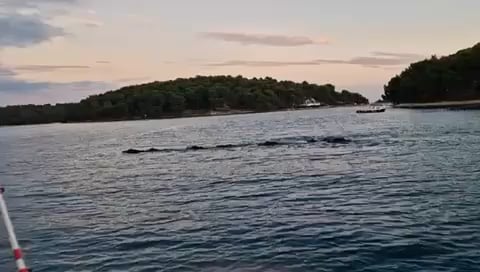 The herd of wild pigs swims in front of Mali Lošinj