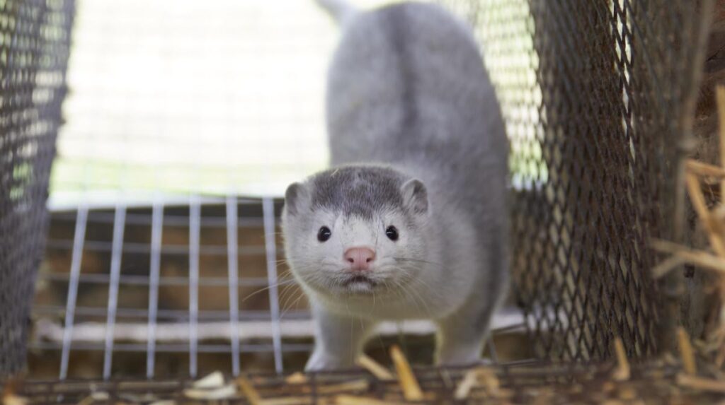 Former West Jutland mink breeders draw DKK 95 million. In dividend after compensation