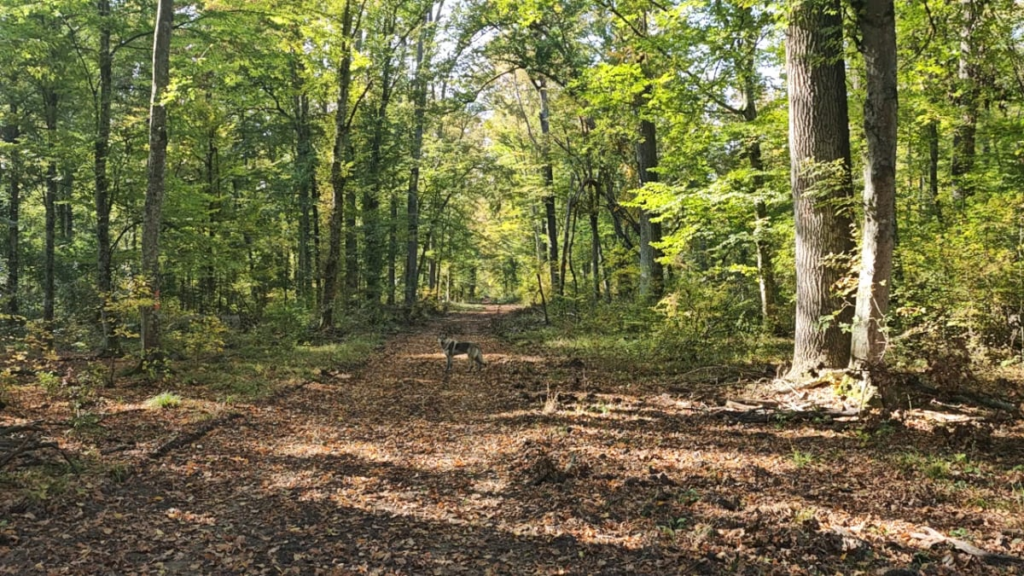 Eastern Slavonia (Spačvanka forest)