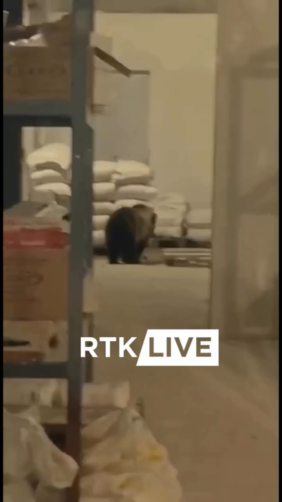 The European nation where bears roam free