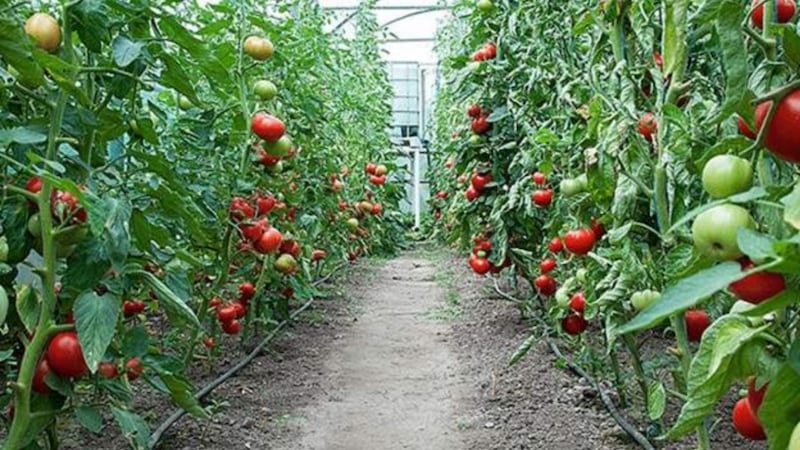 Tomatoes grow in a greenhouse in Bosnia and Herzegovina in January 2023. The Church of Jesus Christ of Latter-day Saints and Muslim Aid began the initiative to give families greenhouses and training in 2014.