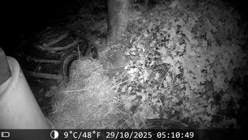 Give the hedgehogs a break to build nests - they are in full swing right now