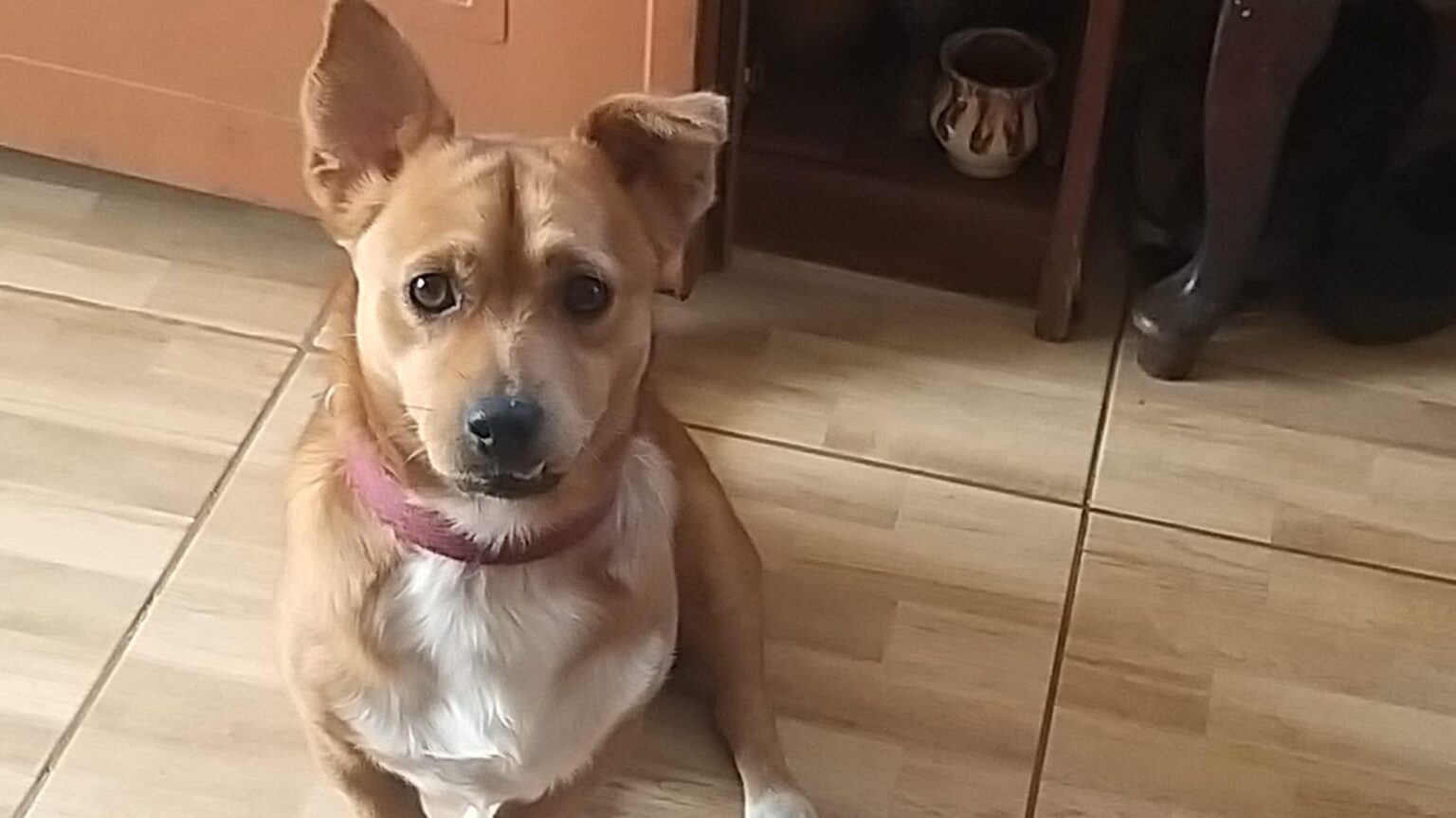 The city hall will prohibit residents of Craiova from keeping more than 2 dogs and 2 cats in the apartment