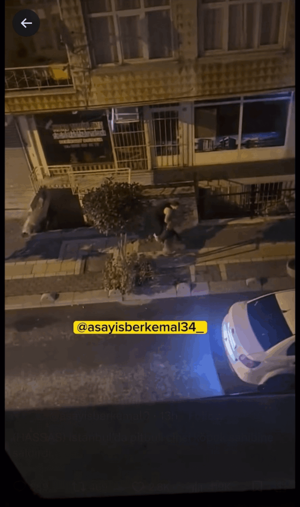 Pitbull Attacks Owner - Istanbul, Turkey - 09 October 2025