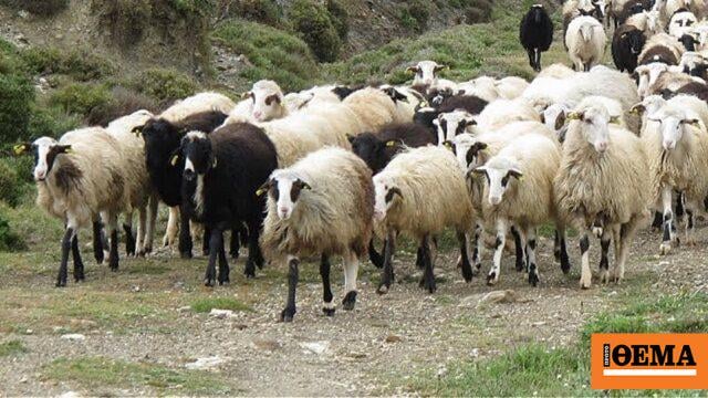 OPEKEPE Control Scale denounces threats from breeders in Crete