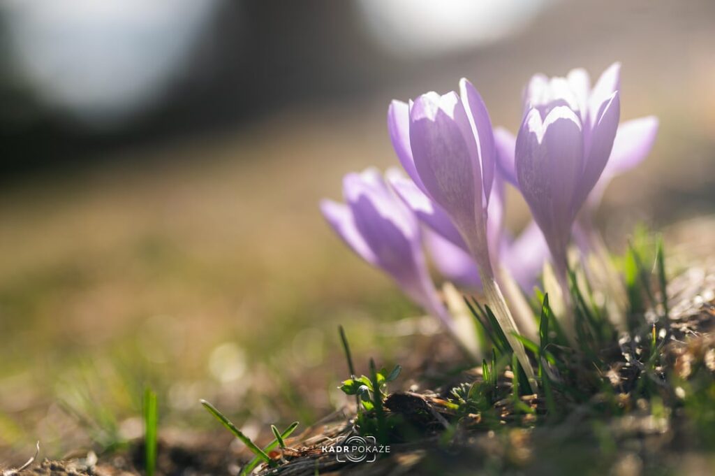 Spring Memories from Rysianka