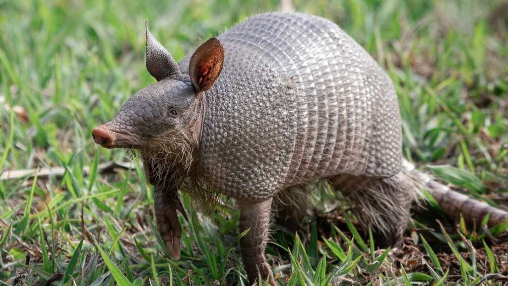Nine-banded armadillos are sometimes called "armored pigs" for their long, pig-like snouts. (NC Wildlife Resource Commission)