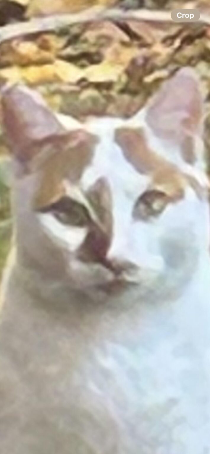 Is this cat a skinwalker?