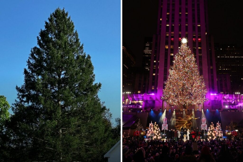 Upstate Spruce to Shine as Rockefeller Center’s Christmas Tree