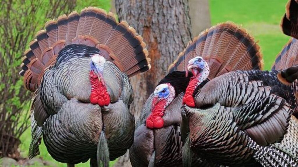 How Wild Turkeys Adapt To Illinois Winters And Beyond