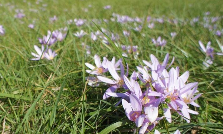 Watch out for the autumn crocus plant in Croatia Watch out for the autumn crocus plant in Croatia