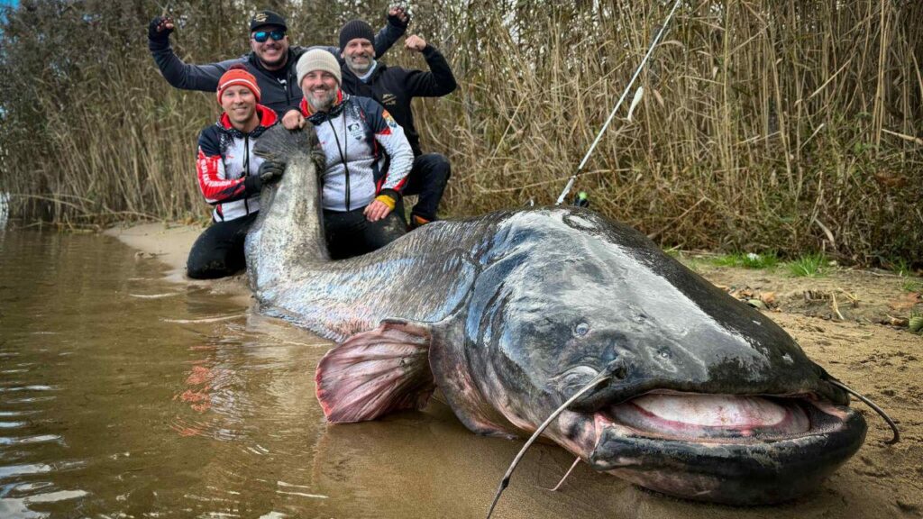 Polish anglers beat world record by landing 'monster' catfish
