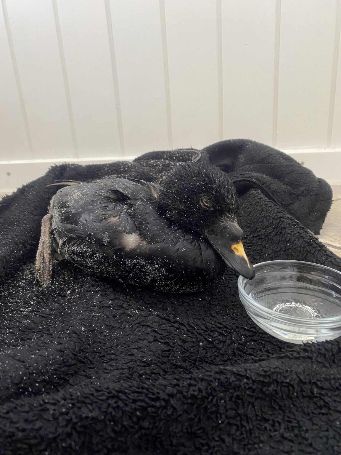 Found a duck