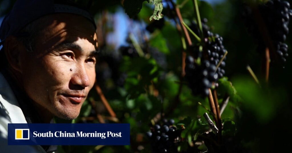 Climate change helped Japanese wine town produce top grapes. Now things are turning sour
