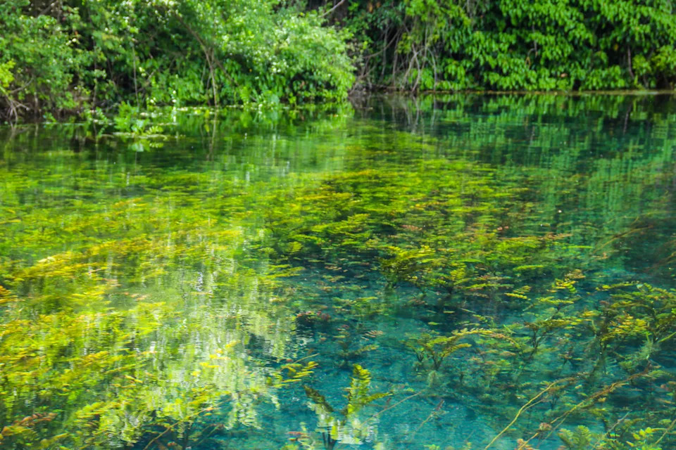 Crystal clear, green aquatic-plants full, waters of Sveti Naum (Saint Naum) springs on the Black Drim river near Ohrid lake, North Macedonia