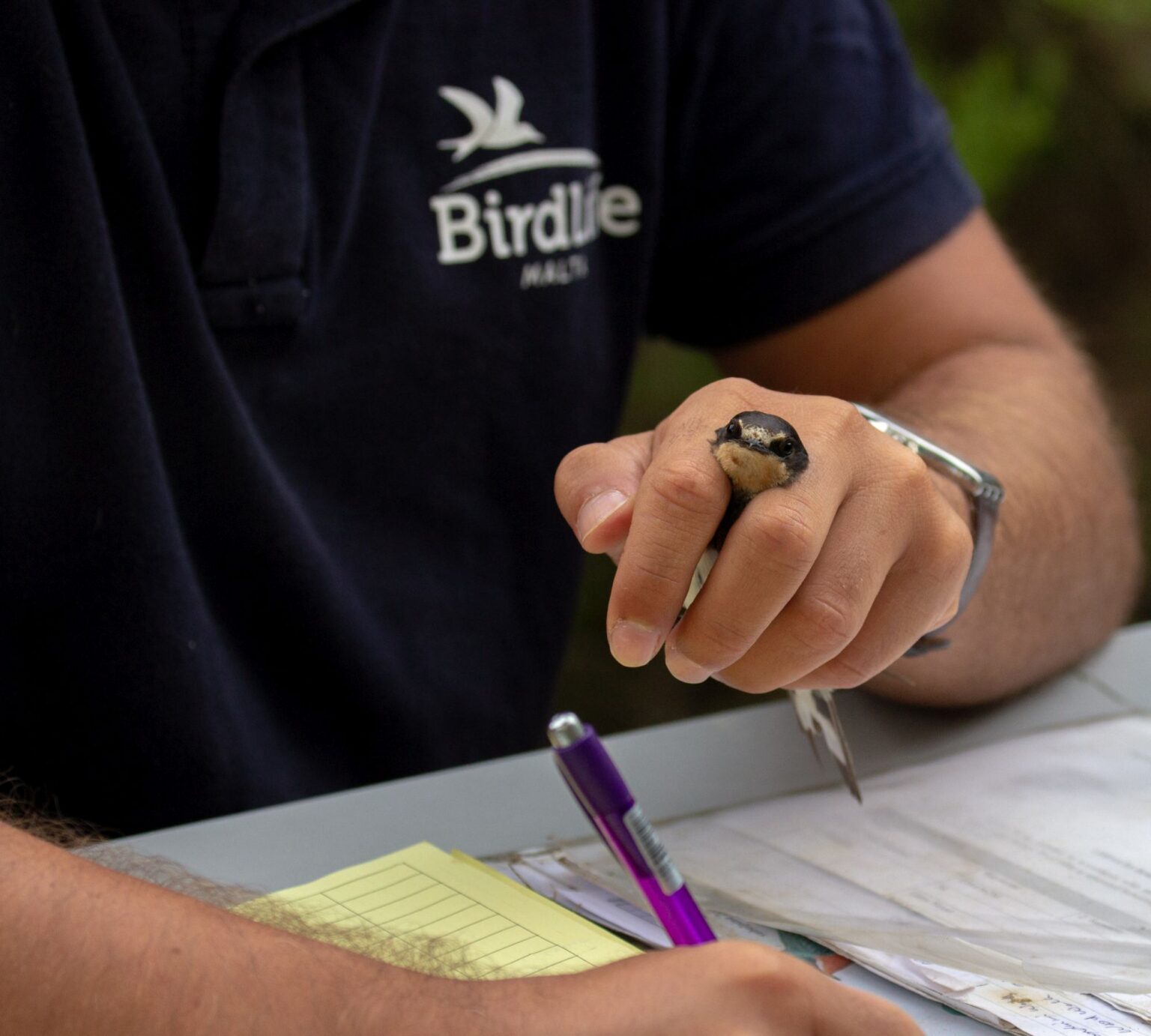 Malta’s latest trapping ‘research’ ruse will not fool Brussels, Birdlife Malta warns