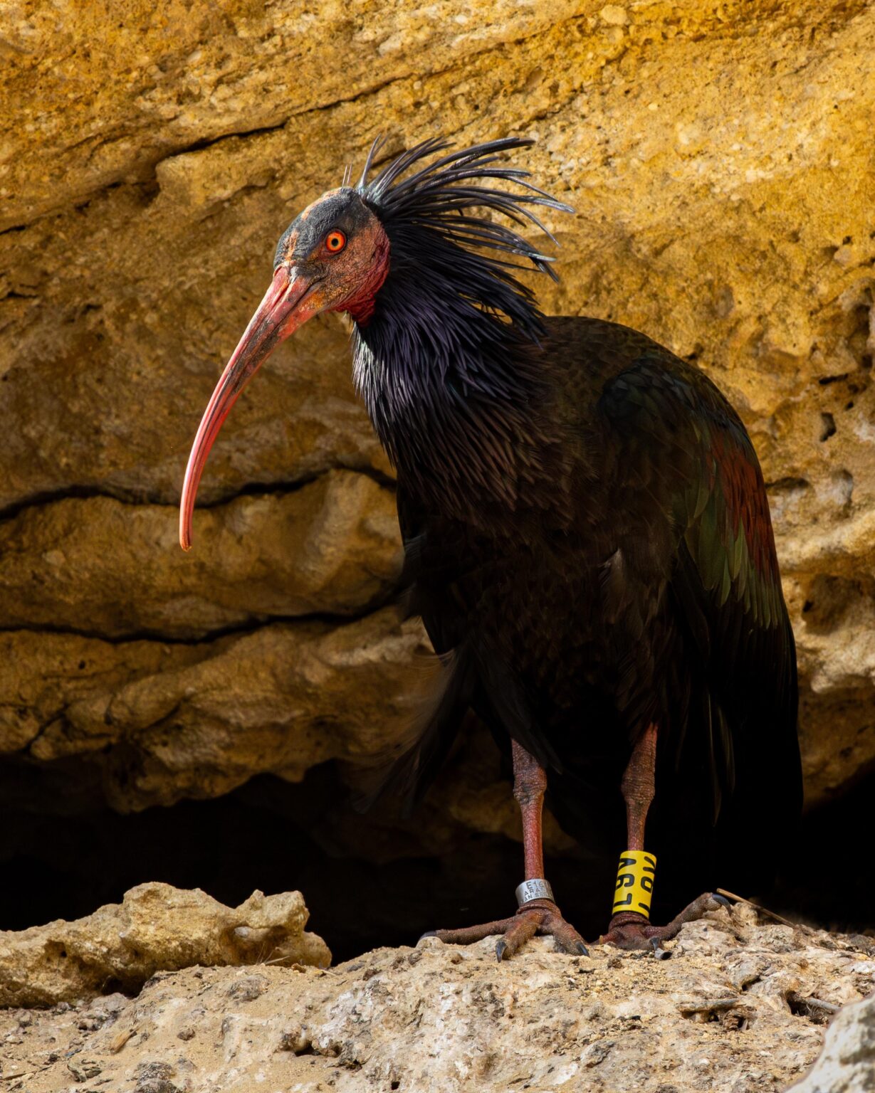 Hermit Ibis (Geronticus eremita) in Cádiz, Andalusia