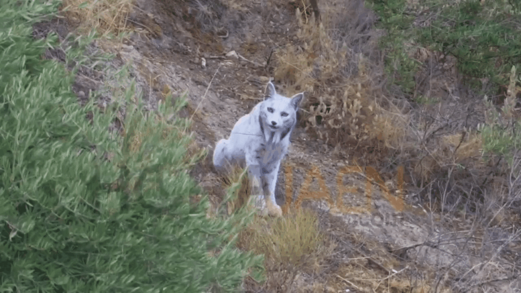A young Spanish photographer captures the first leucistic Iberian lynx recorded on the peninsula.