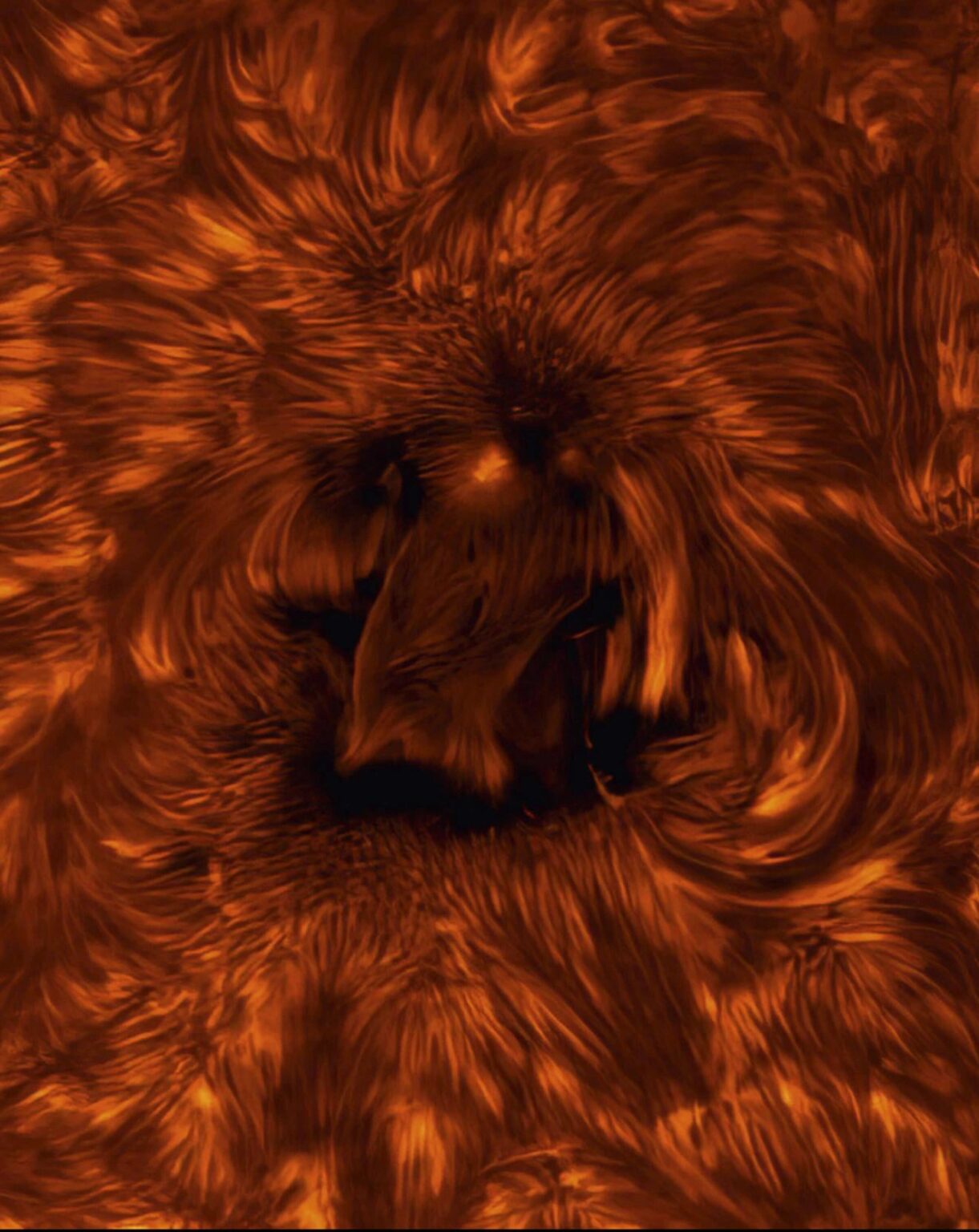 Our Sun. Active Region of the Chromosphere. Captured by James Sinclair, Cedar City, Utah, USA