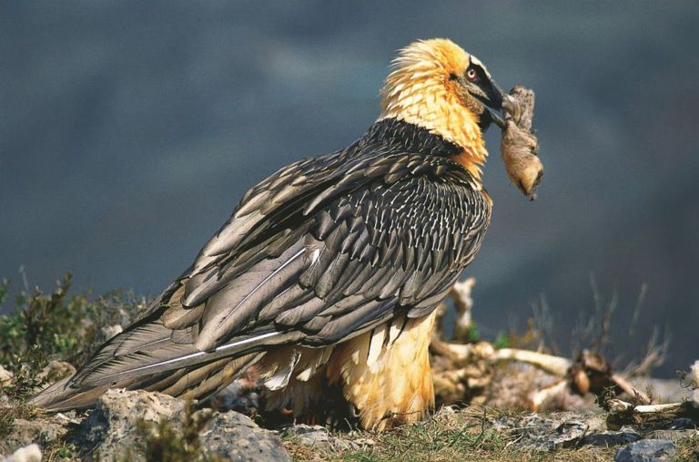 Vulture nests in Spain reveal a centuries-old sandal and other stunning cultural artifacts