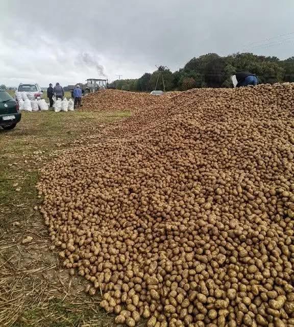 The free potatoes weren't free at all. FREE potatoes weren't for free.
