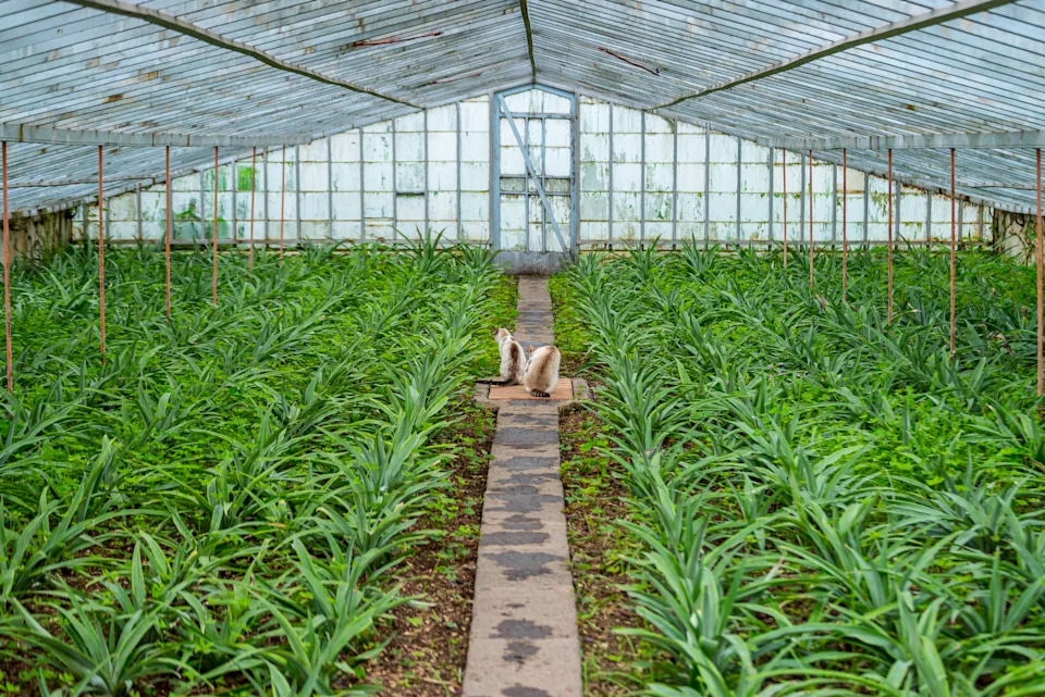 A greenhouse in a pineapple plantation in Ponta delgada, Sao Miguel island (Getty Images)