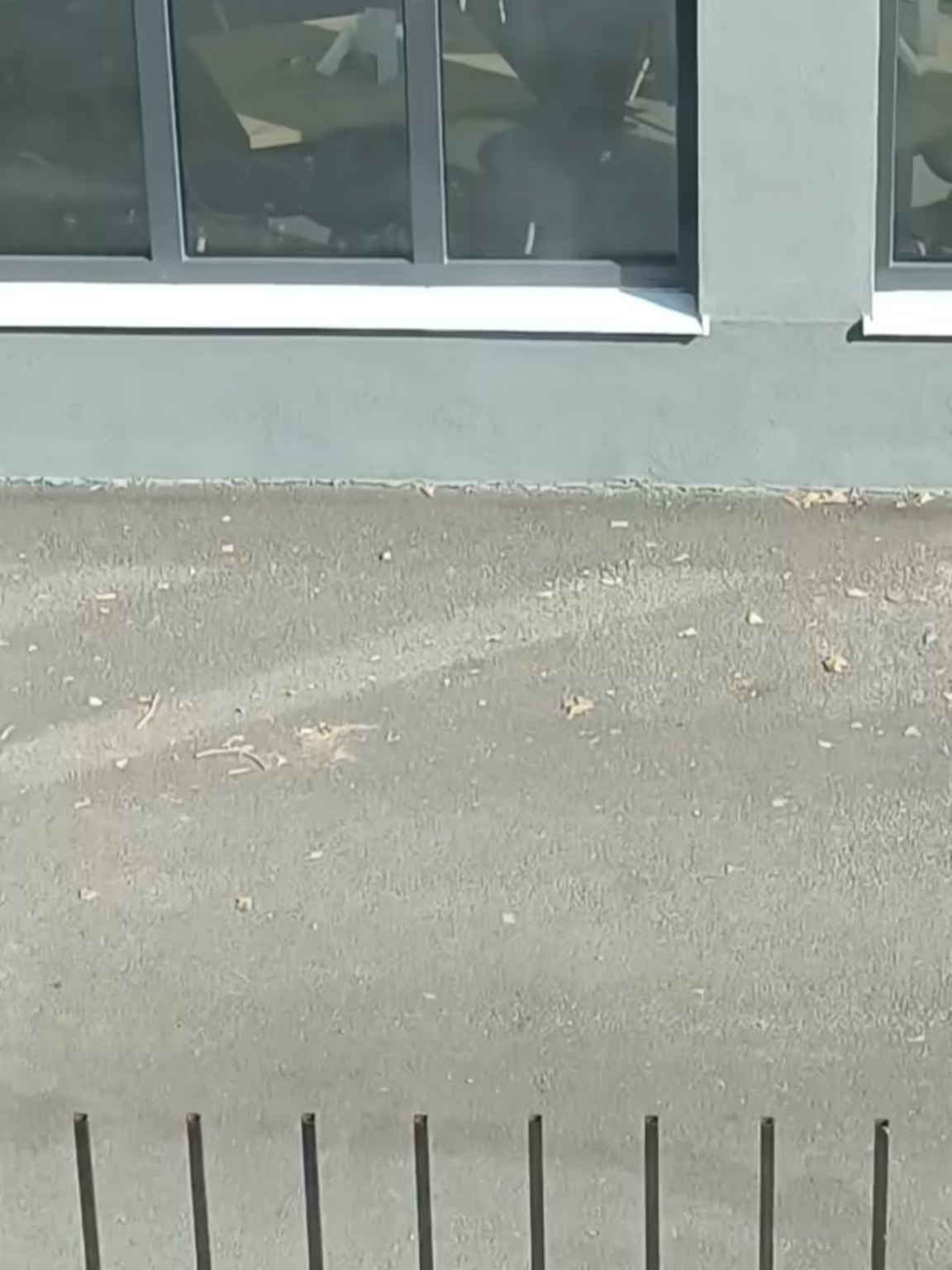 The human bastard in the video abuses a dog daily in the Piccolo Dolomiti Restaurant, Sector 3