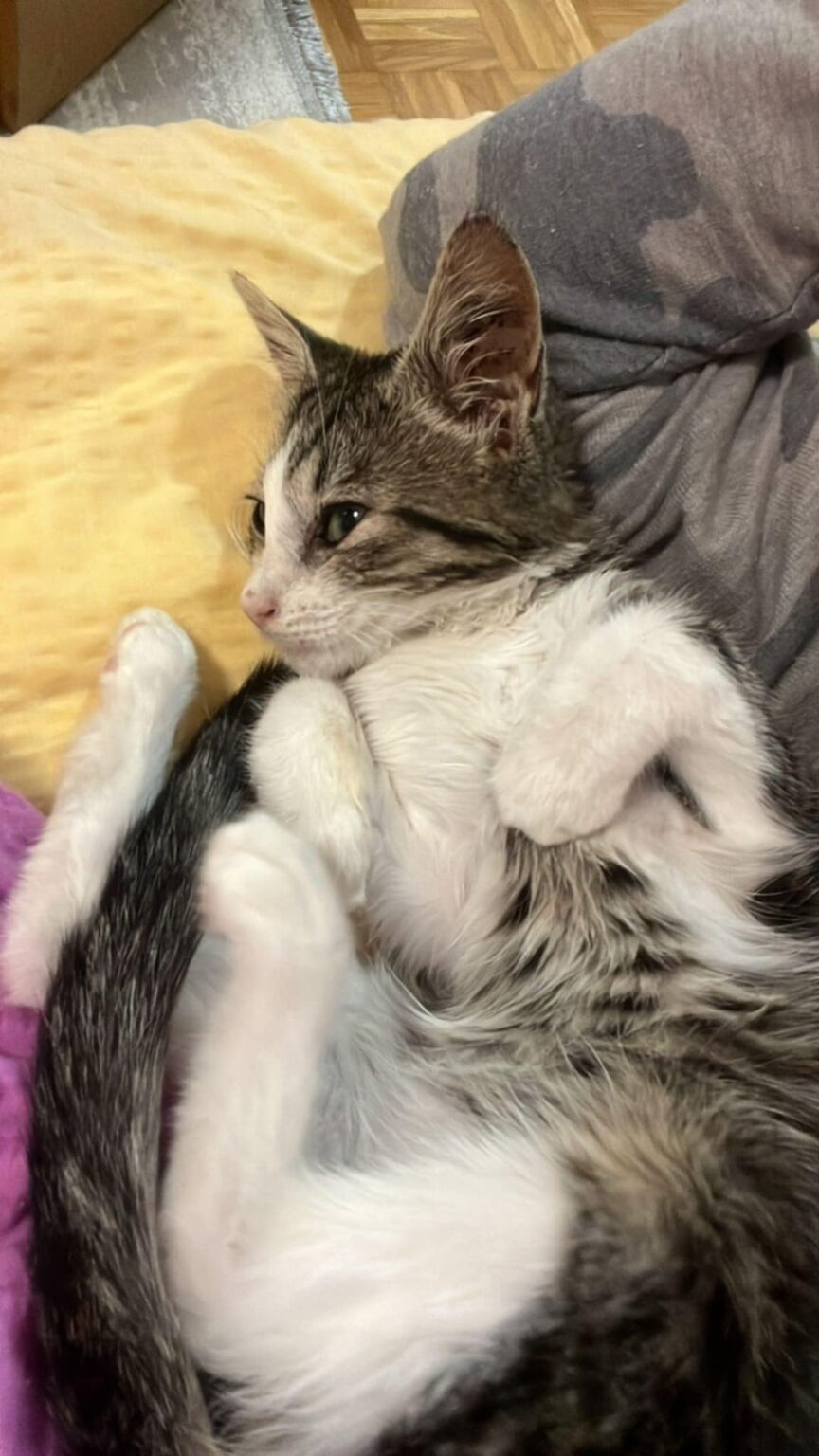 Little kitten looking for home