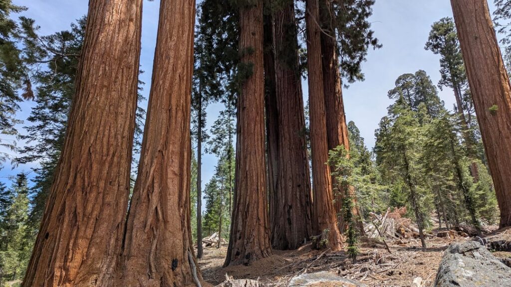 Landslide Grove of Giant Sequoias