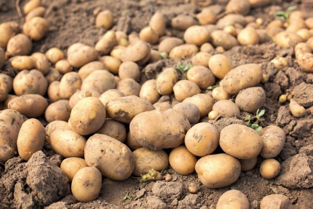 Potato scandal in Podkarpacie. 150 tons disappeared in one day