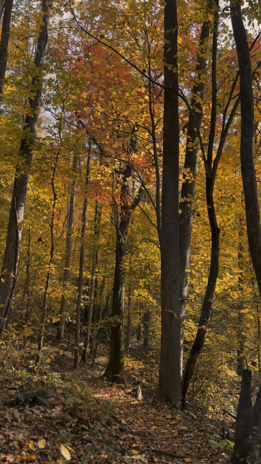 Earthly confetti falling all around - a final celebration before the great rest. 𖥧𖤣𓇢