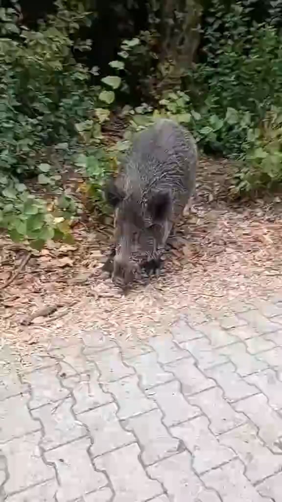 Peevski