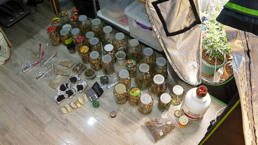 Tbilisi police seize 9 cannabis plants, 30 jars of psilocybin mushrooms and marijuana