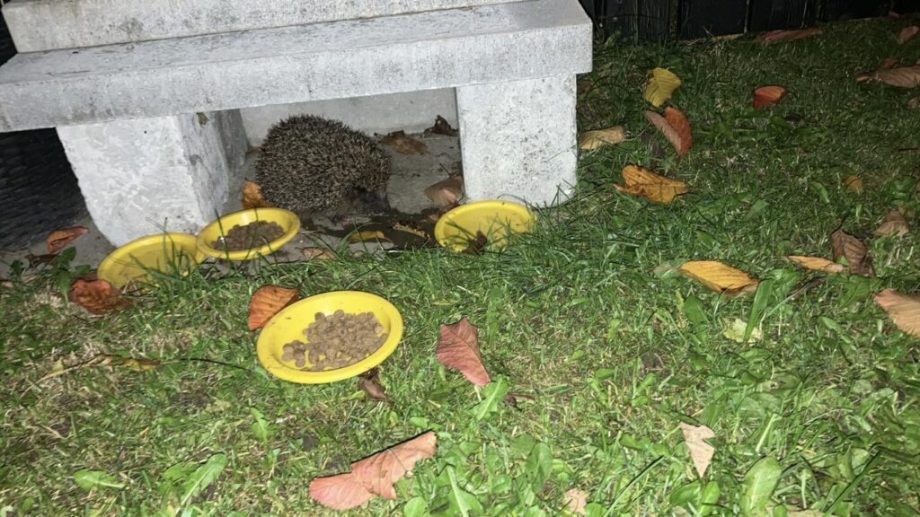 Remember to help our little friends. ❤️ 🦔