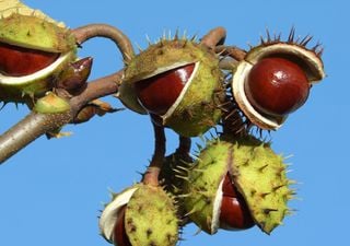 The impostor of the forest: Why you should never eat the fruit of the Horse Chestnut Tree