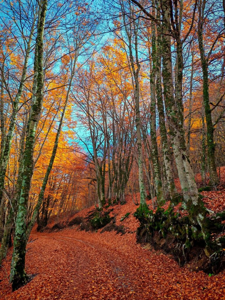 I love when Falls comes and brings colours and forest scents 🍂🍁