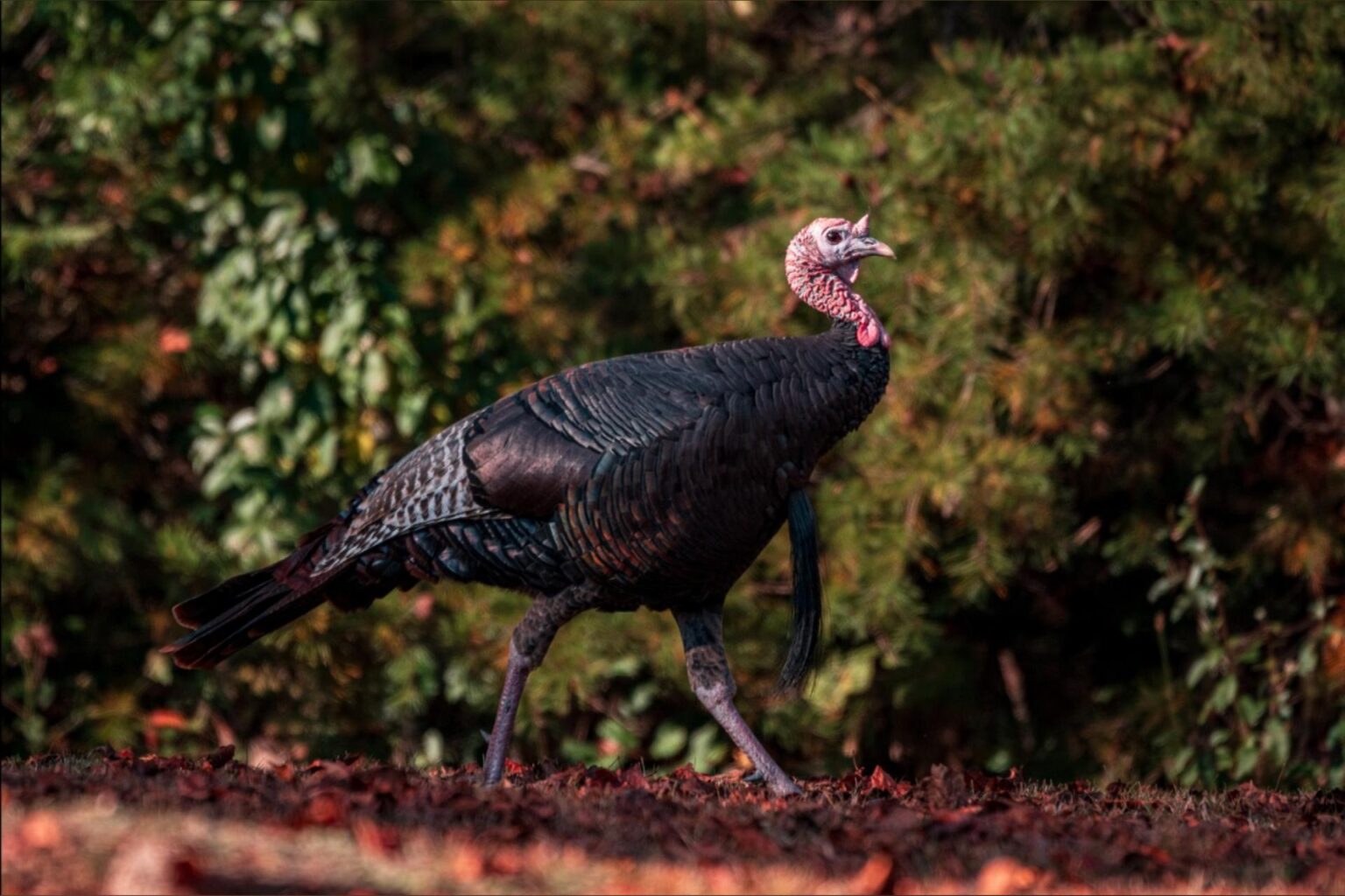 West Virginia’s fall turkey season opens Oct. 11