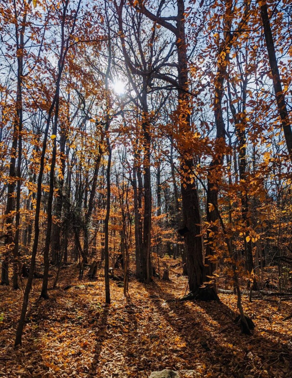 Nothing like a morning hike to clear the mind