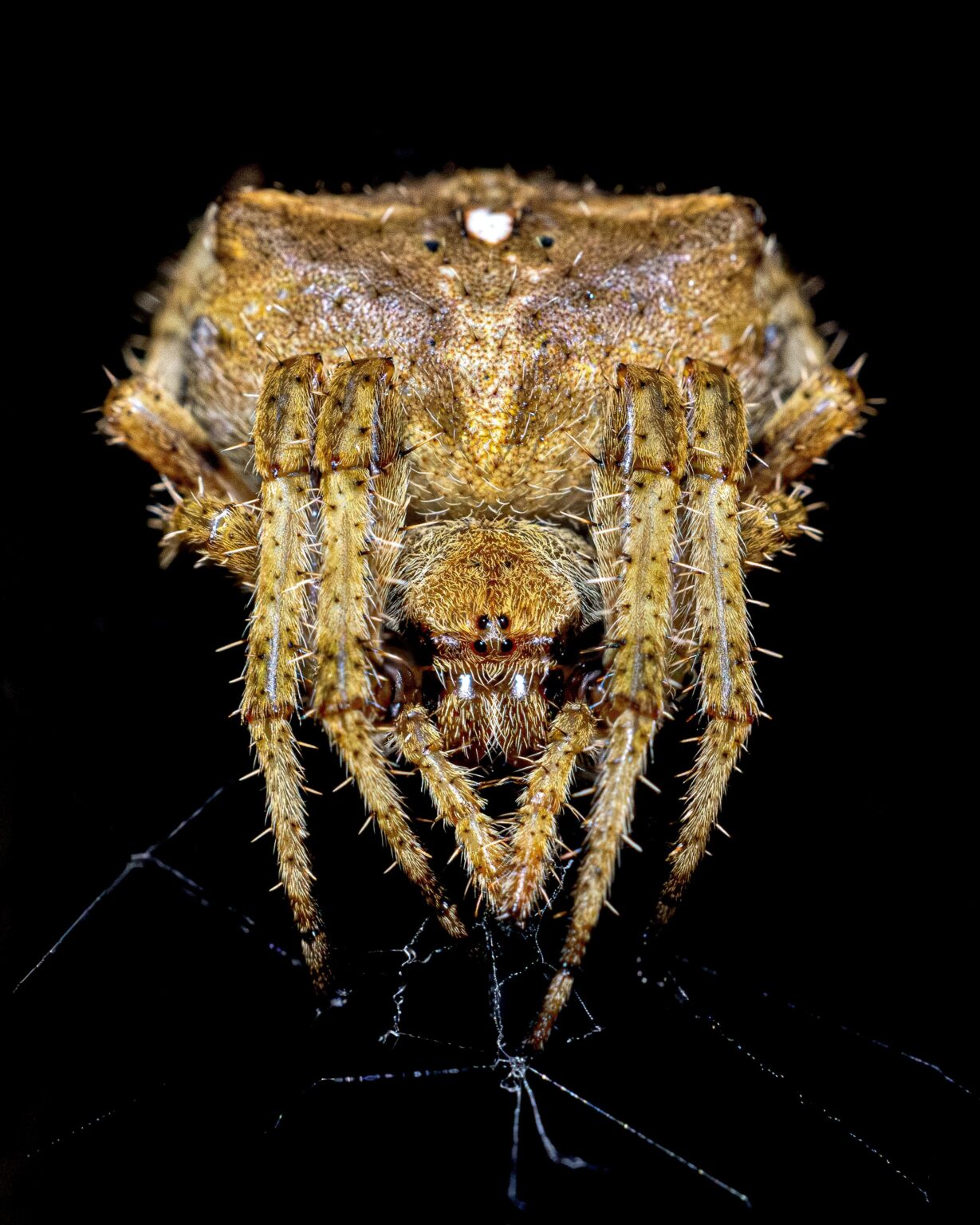 Garden spider (Araneus angulatus) in Ferrol, A Coruña