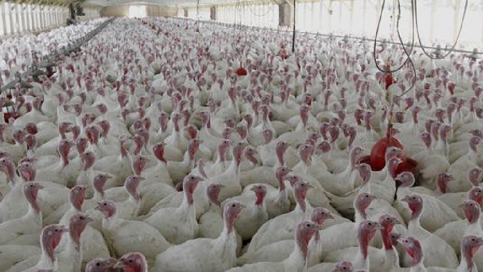 Bird flu in Iowa turkey flock prompts disaster proclamation Bird flu in Iowa turkey flock prompts disaster proclamation