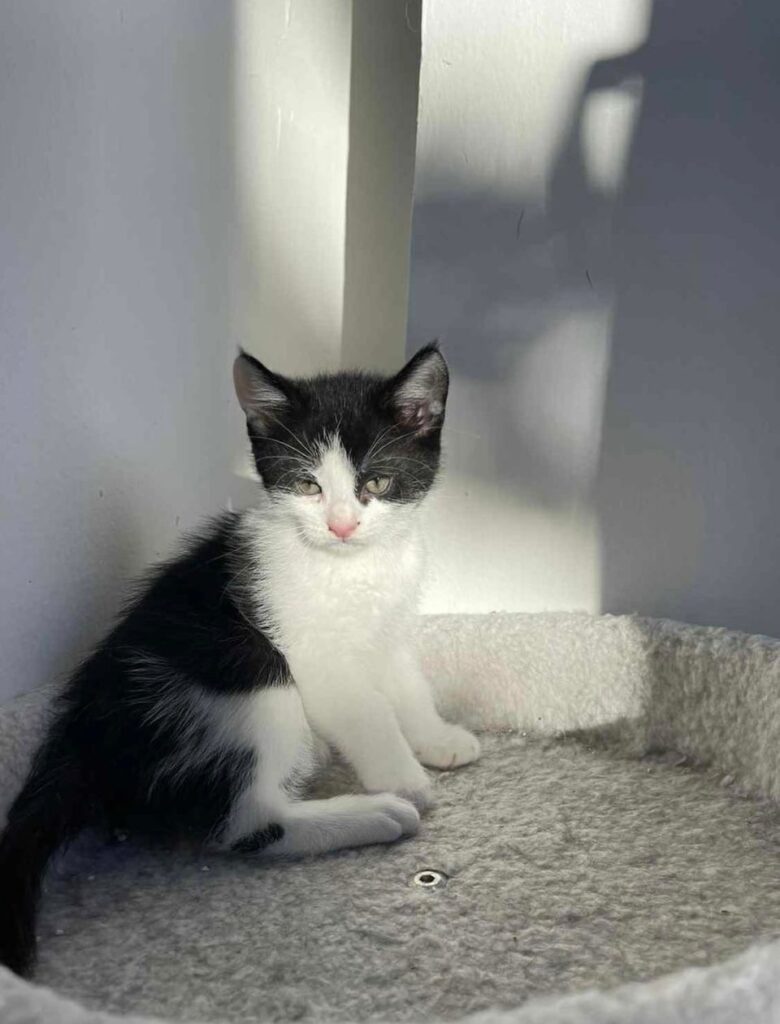 Can anyone adopt kittens?