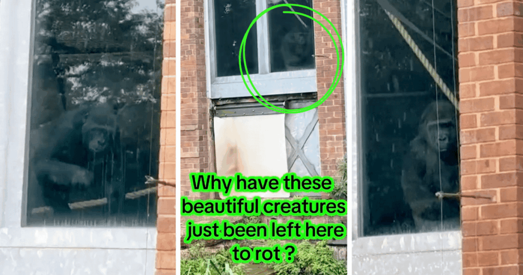 Bristol Zoo’s ‘abandoned’ gorillas go viral after break-ins, but the truth has been twisted