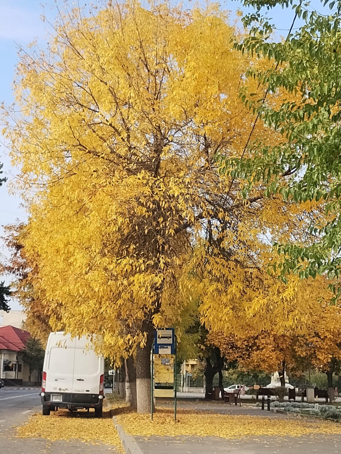 A beautiful autumn