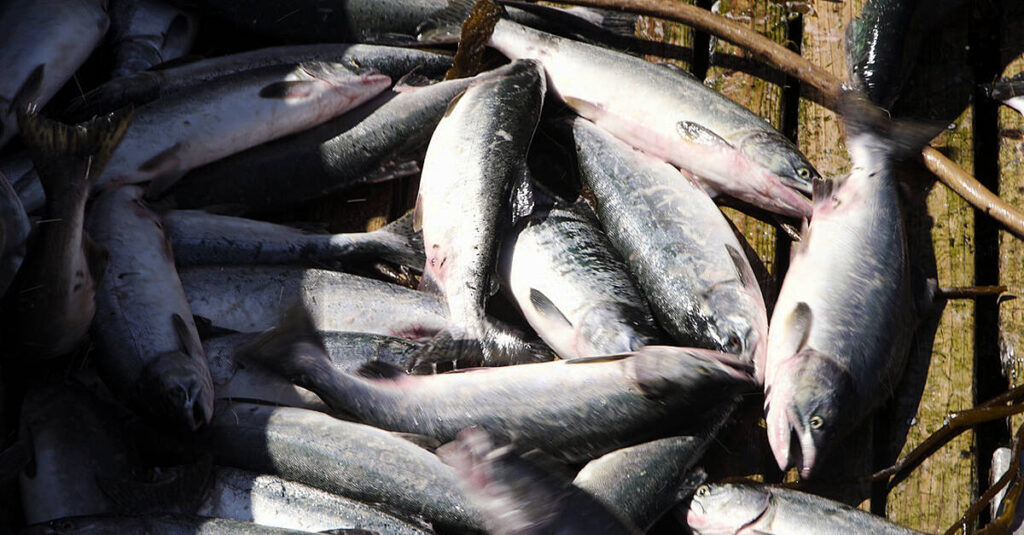 Iceland Foods Sets Global Benchmark For Seafood Sustainability Iceland Foods Sets Global Benchmark For Seafood Sustainability