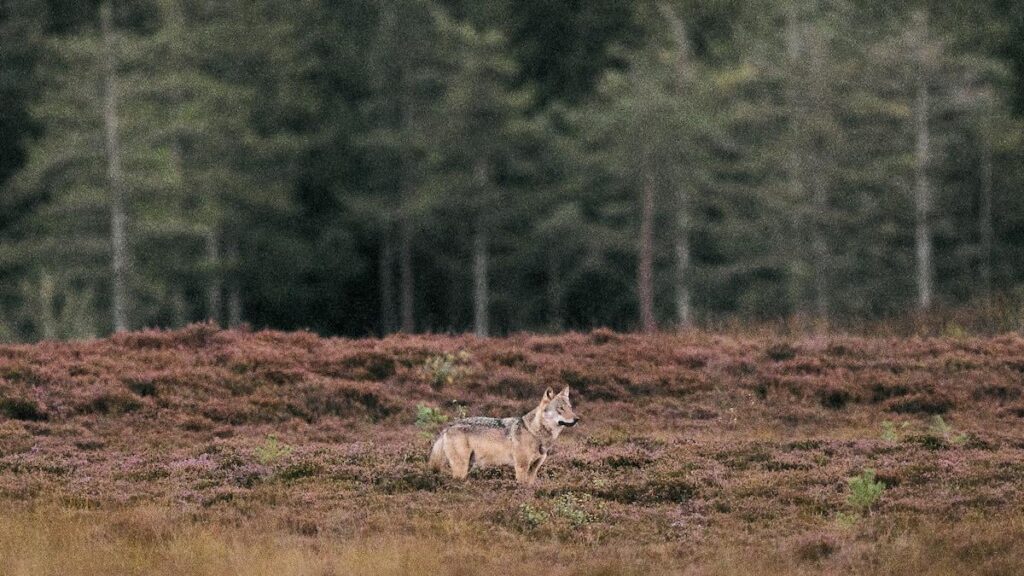 Minister is scraping researchers' data on wolves in a new report - according to the minister, the wolf is doing well in Denmark, and he now announces the EU. Contrary to the researchers' assessment in a new large nature report.